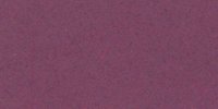XXVI_69′_k_Auricula_Purple