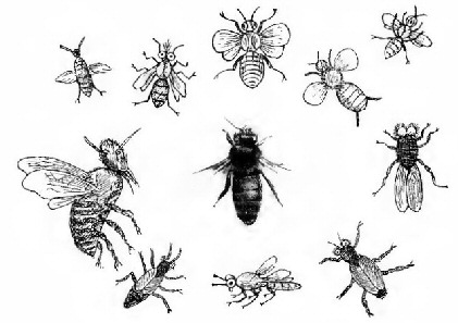 The honey-bee (enlarged) from life: and as some ancient
draughtsmen depicted them