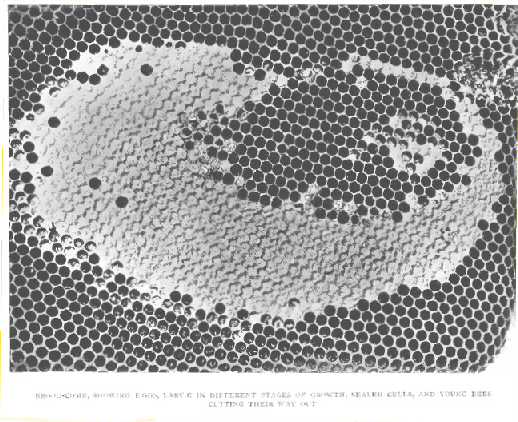 Brood-comb, showing eggs, larv&aelig; in different stages of
growth, sealed cells, and young bees cutting their way out