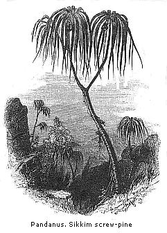 Pandanus. Sikkim
screw-pine