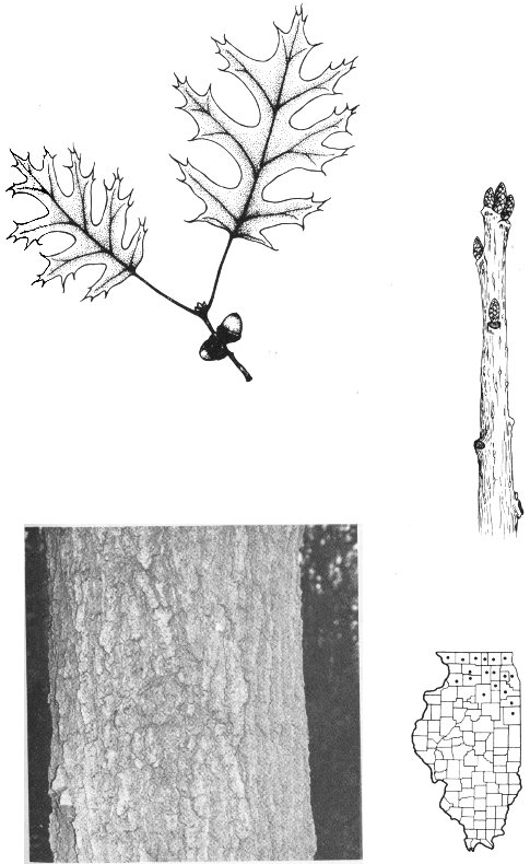 HILL&rsquo;S OAK