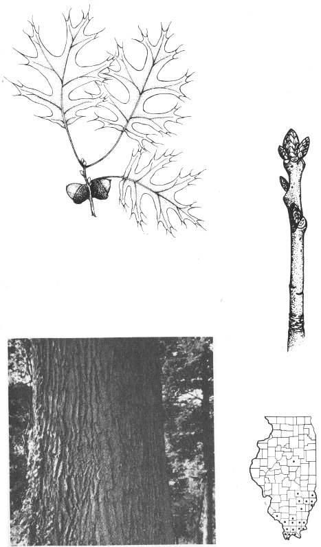 SHUMARD&rsquo;S OAK
