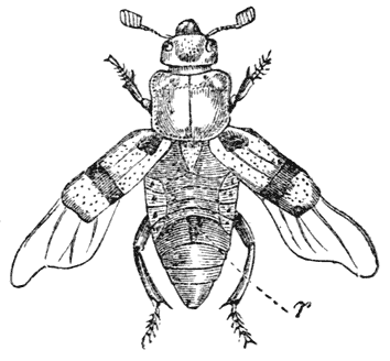 Fig. 55.