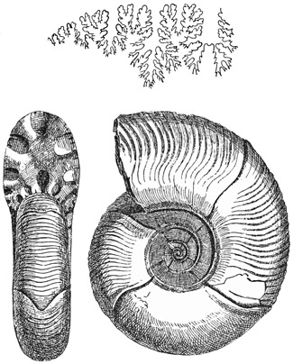 Fig. 1193.