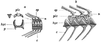 Fig. 161.