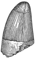 Fig. 419.