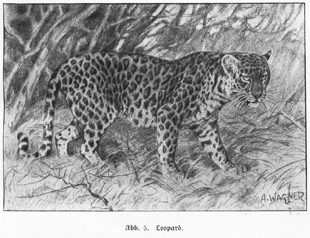 Leopard