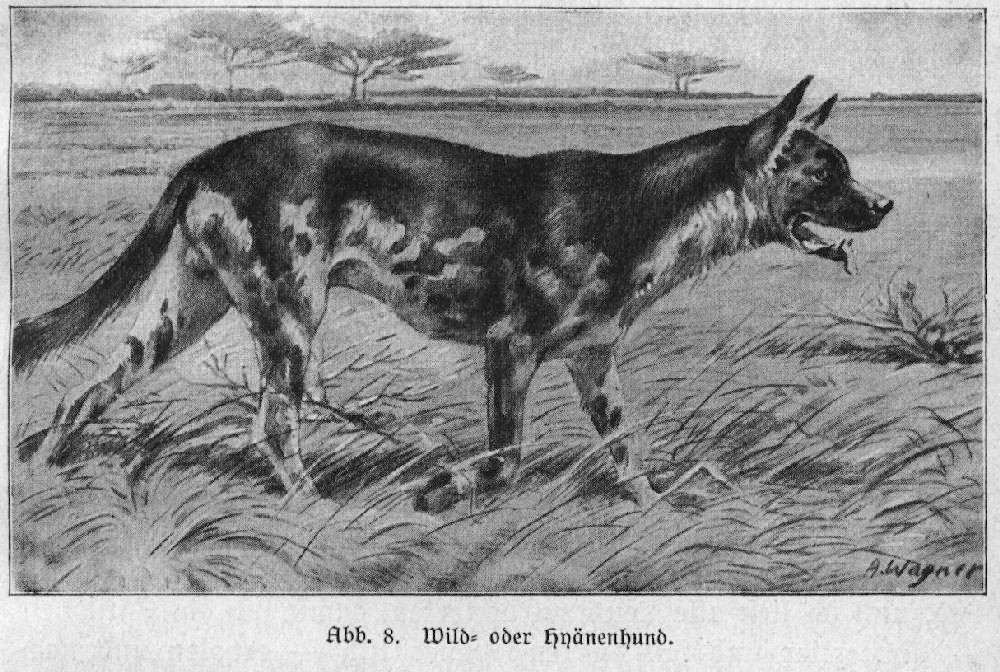 Hyänenhund