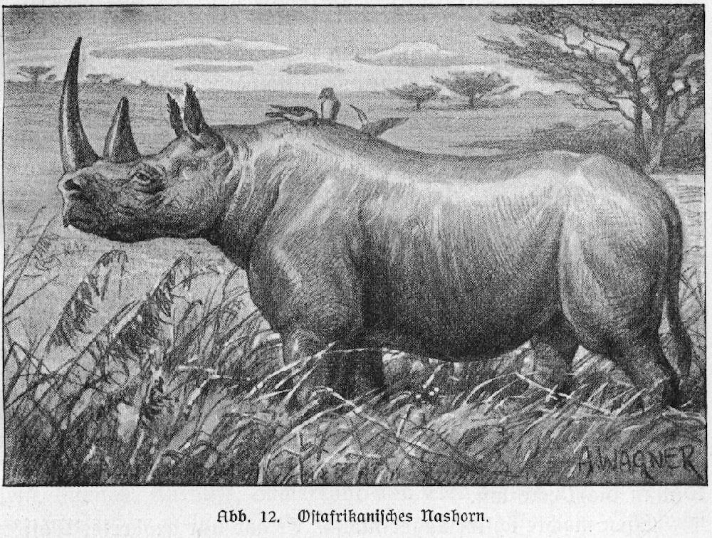 Nashorn