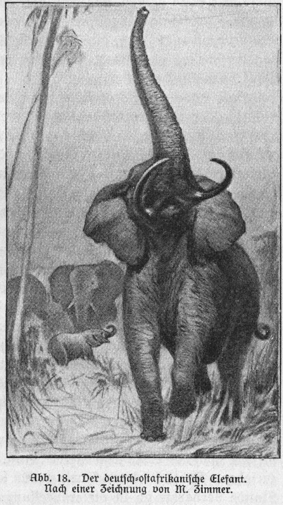 Elefant