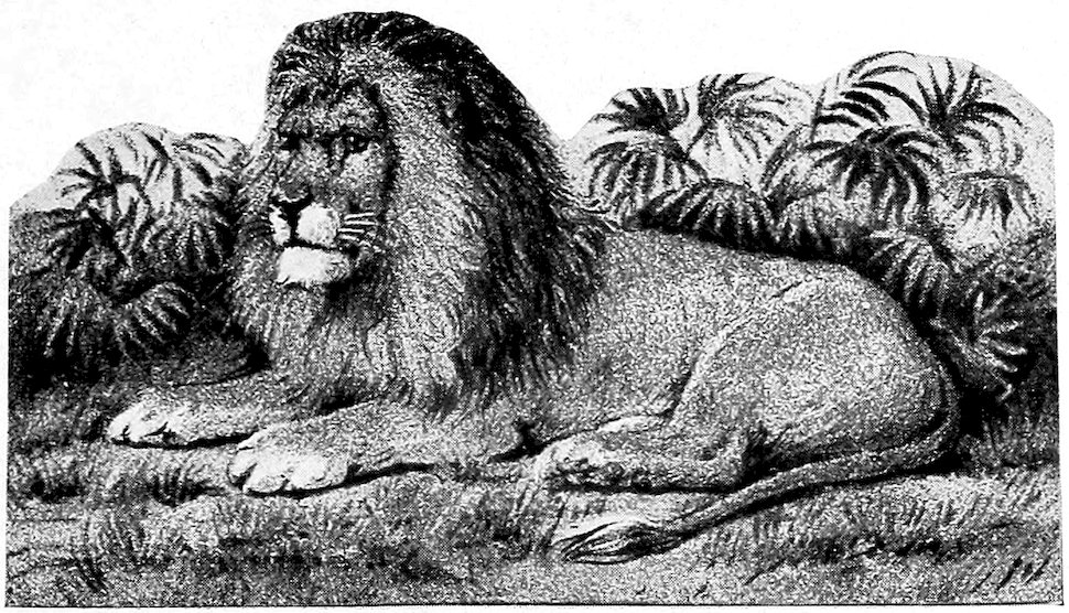 [LION BRAND]