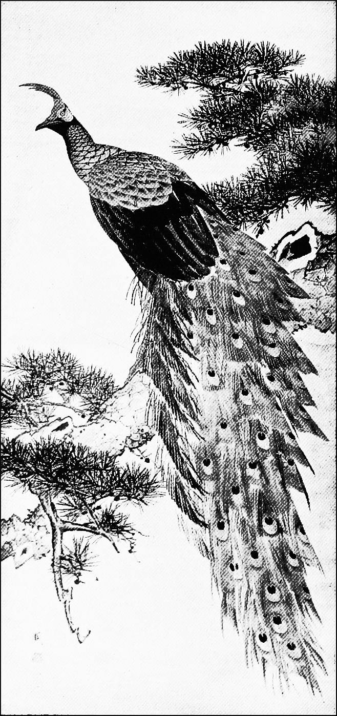 A Peacock