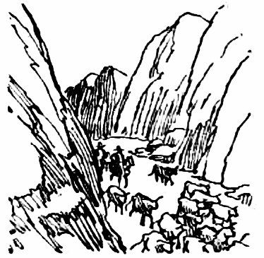 cattle in a canyon
