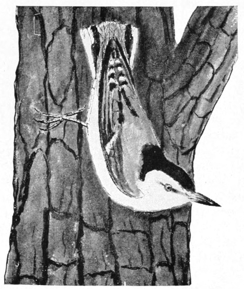 nuthatch