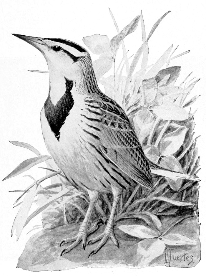 meadowlark