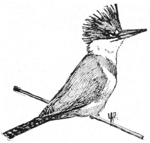 Kingfisher