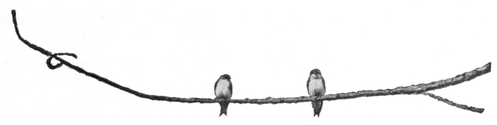 Tree swallows
