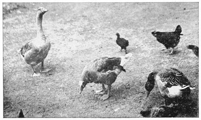 geese
