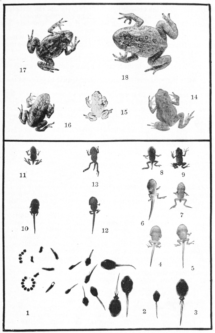 Toad development