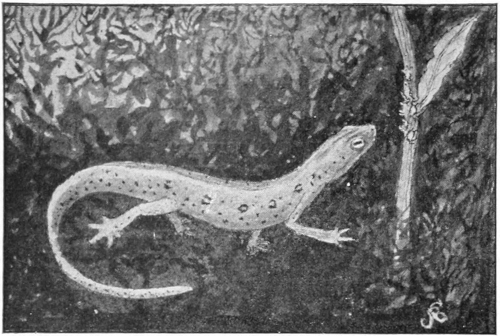 Newt