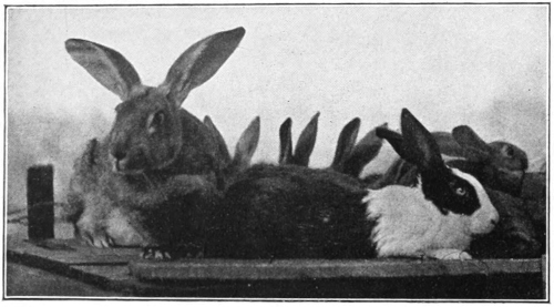 Hare and rabbit