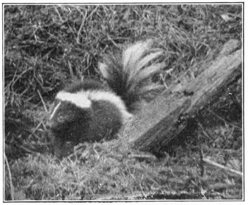 Skunk