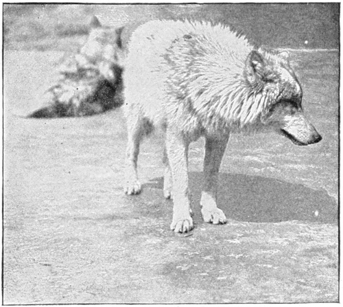 gray wolf