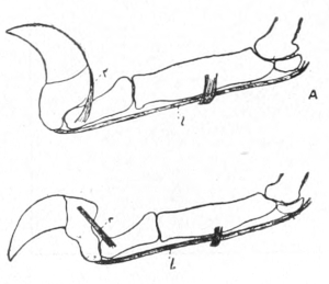 Cat's claw