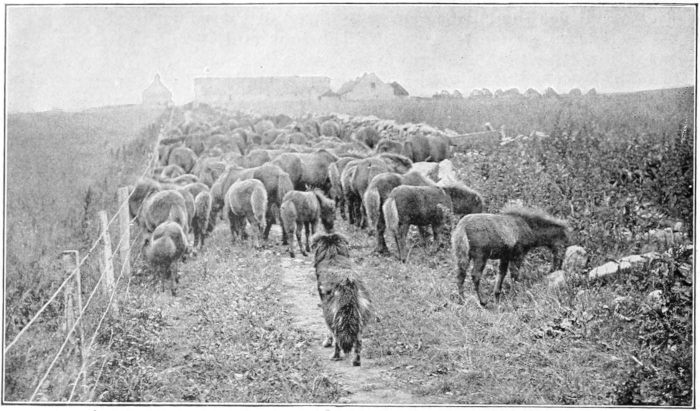 Shetland ponies