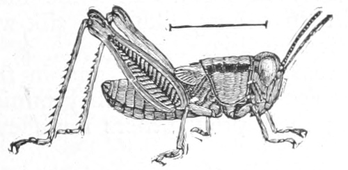 young grasshopper