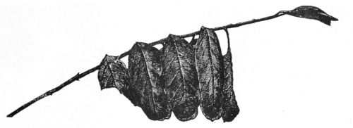 Locust leaflets