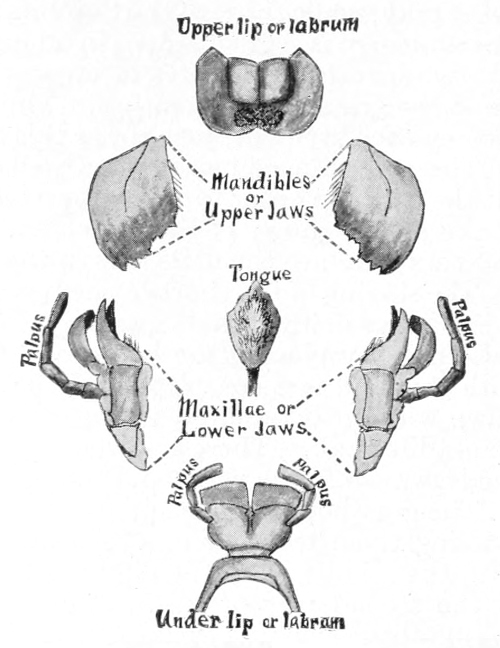 Mouth parts