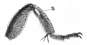 Front leg