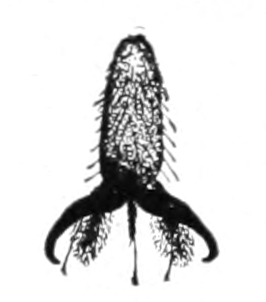 Housefly foot