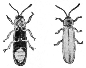 Firefly