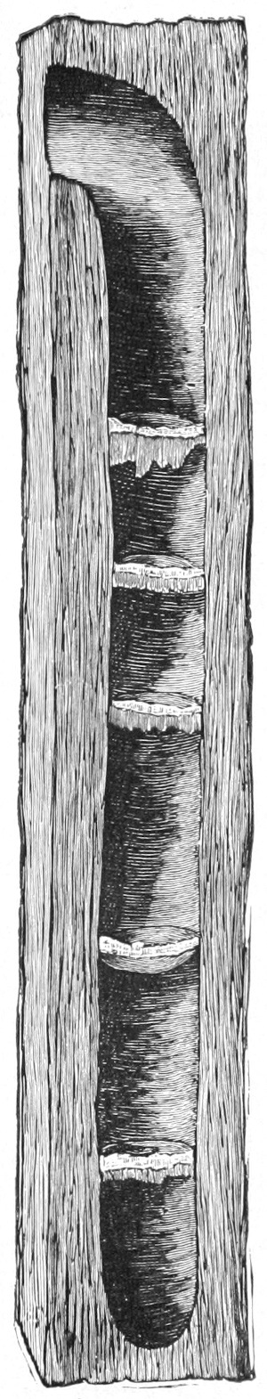 Wasp nest