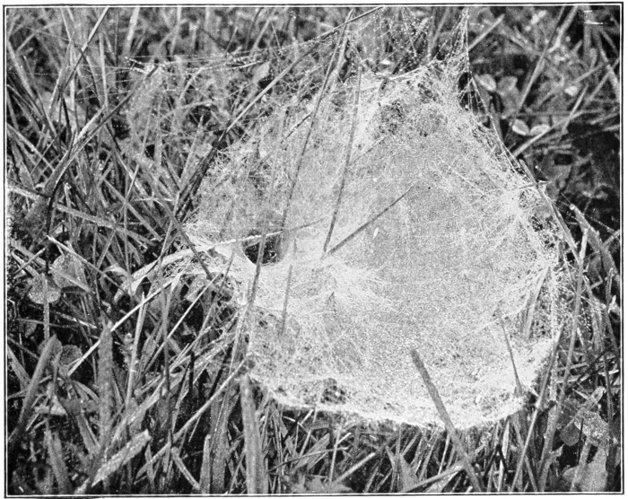 Funnel web