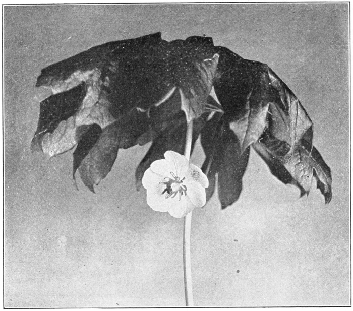 May apple