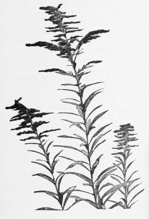 Goldenrod
