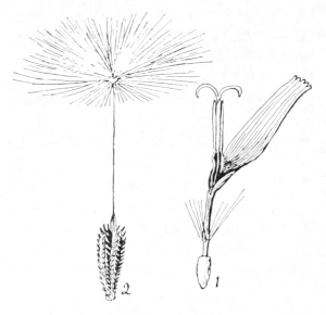 Dandelion floret