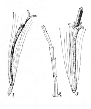 Florets