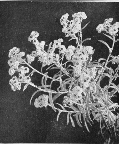 Pearly everlasting