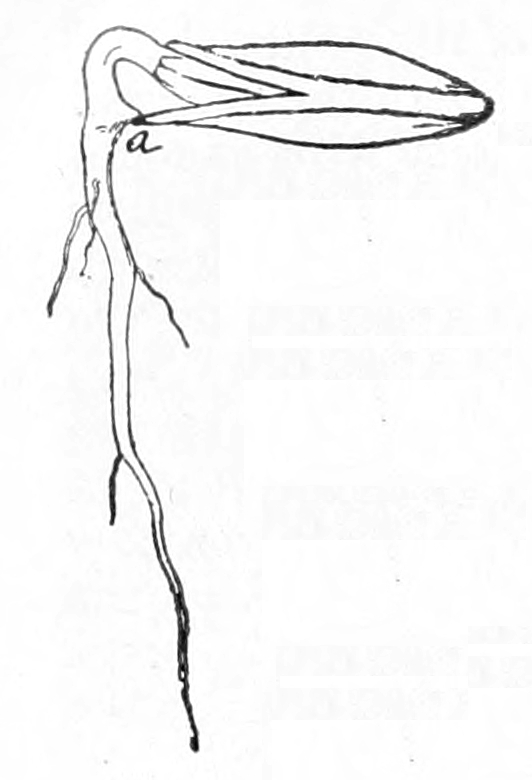 Squash seed