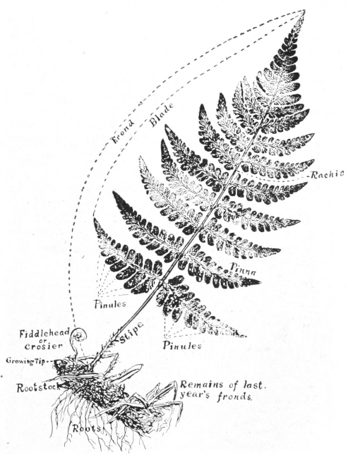 leaf-print