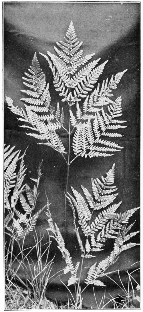 Bracken