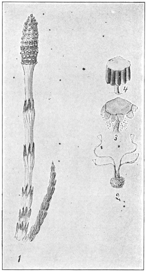 Field horsetail