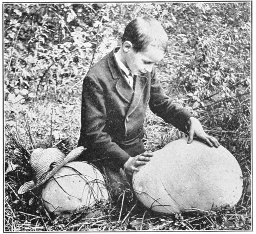 Big puffball