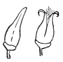Poplar seed pod