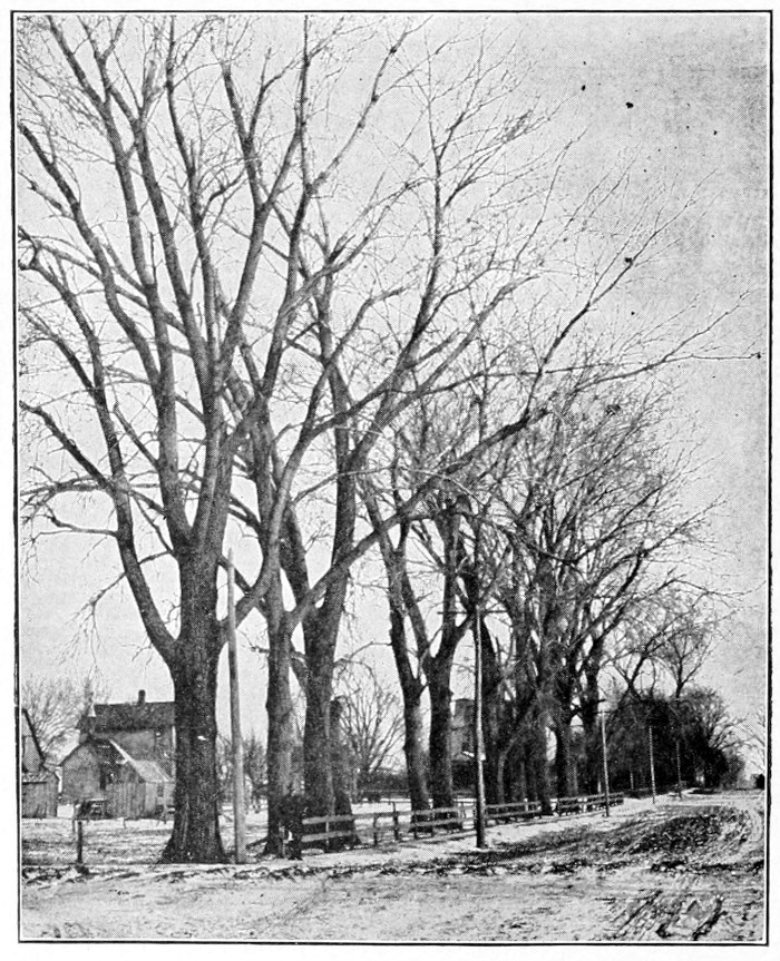 Cottonwoods
