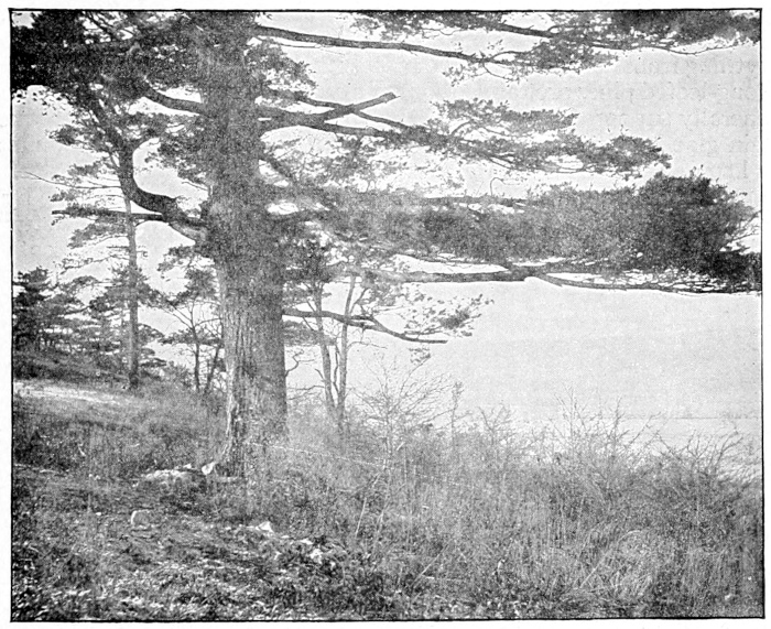 White pine